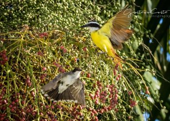 entre-aves-y-piedras-ancestrales-5